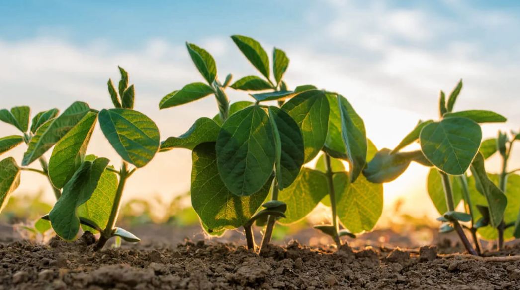 Abiotic and Biotic Stresses In Soybean Production